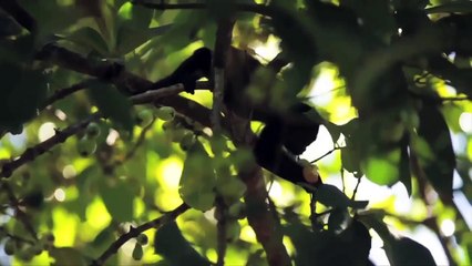 WHAT IS CRLA LIKE?  | Student/Teachers testimonials | CRLA