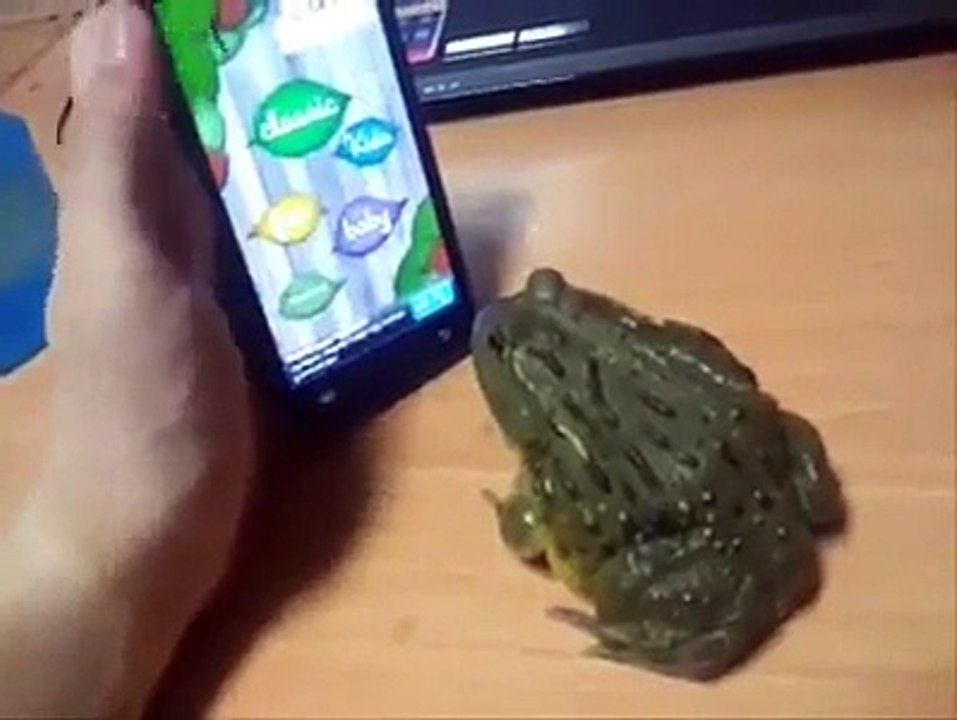 Como irritar um sapo