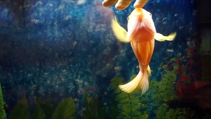 My Fish Loves Me! He would rather play than eat!
