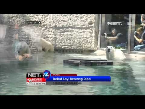 Bayi kembar beruang kutub di kebun binatang Hellaburn Munich - NET24