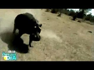 Peligro en el safari. Hipopótamo embiste un jeep turístico