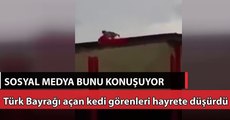 Rüzgarda Toplanan Türk Bayrağı'nı Düzelten Vatansever Kedi
