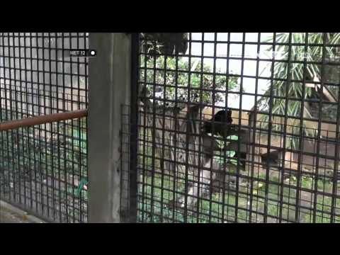 Wisata Taman Satwa di Garut Cikembulan NET12