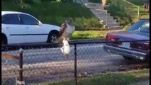 Most Vicious Hawk and Eagle Attacks on Cats and Kittens