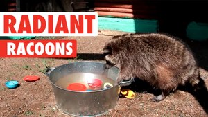 Radiant Raccoons | Funny Raccoon Video Compilation 2017