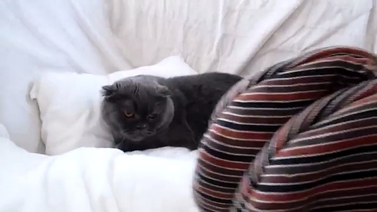 VERY angry cat!! FUNNY!