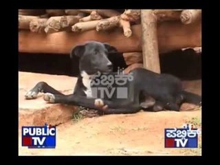 DOG EATING STONES IN TUMKUR
