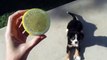 Bernese Mountain Dog Puppy vs Lemon.  The Most Adorable Puppy!!!