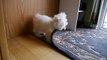 Cute Maltese puppy dog barking and chewing on rug funny videos things Plainfield puppies bark