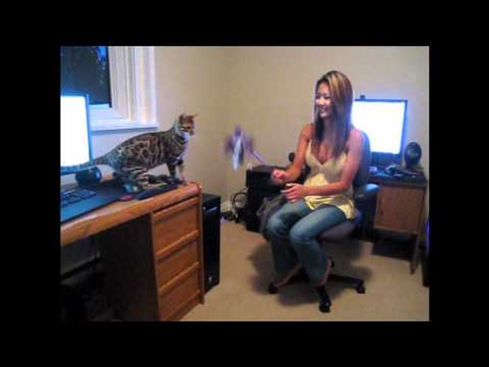 NCIX Esther Cat sitting for a bit while Linus is in Markham!