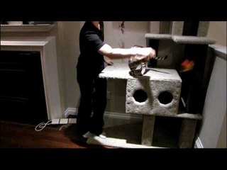 My Cats Love Their Feather Toy Linus Cat Tip #4