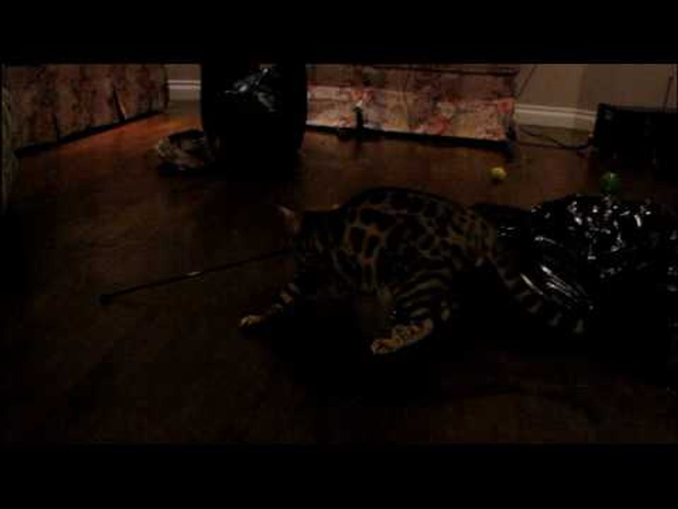 What Happens When the Cats Get Their Feather Toy Linus Cat Tip #5