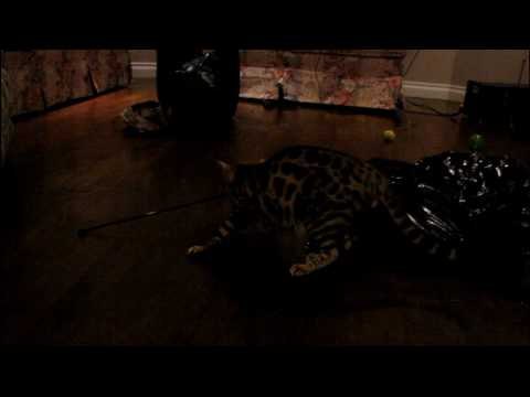 What Happens When the Cats Get Their Feather Toy Linus Cat Tip #5