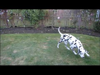 Introducing Duffy! Watch Him Chase and Eat Bubbles Linus Cat Tip #14