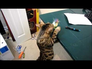 Rumble vs the Talking Western Digital Troll Doll Linus Cat Tip #22