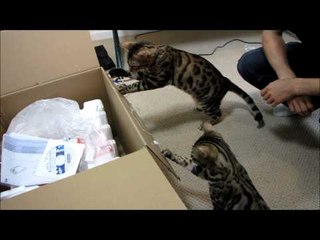 Rocket & Rumble Attack Tape Stuck to a Box Linus Cat Tips