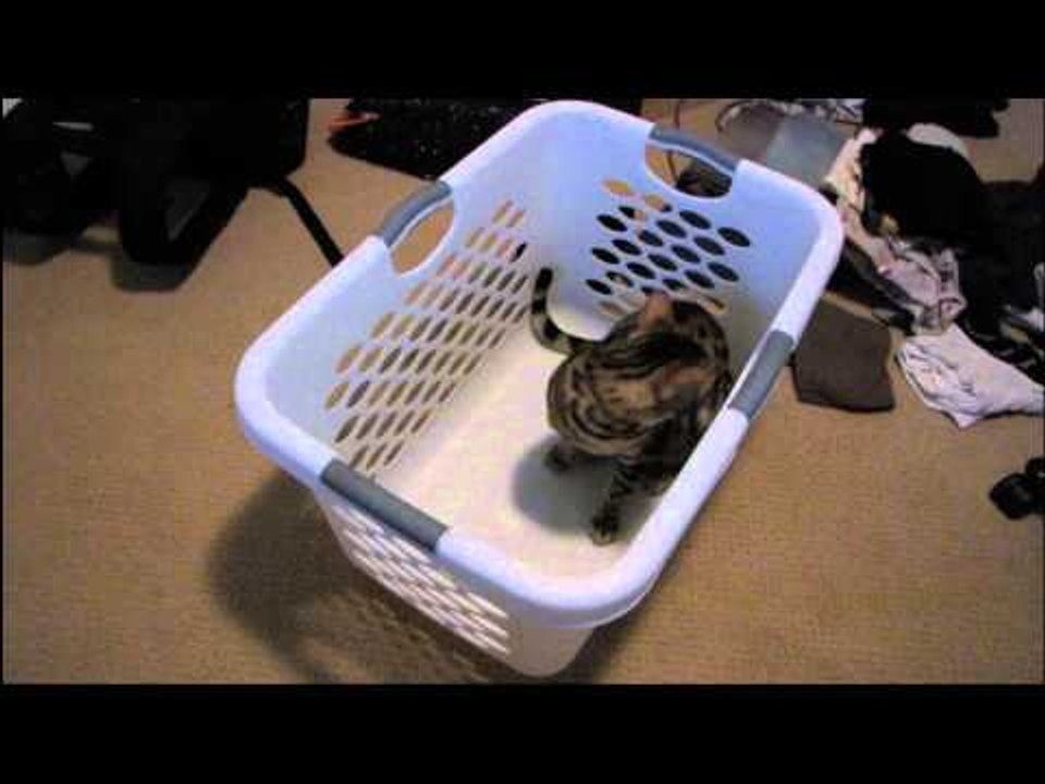 Cats Love Laundry Baskets and They Cannot Resist Them Linus Cat Tips