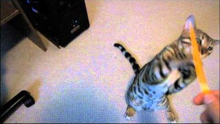 My Cat Rumble Attacking a Glow Stick Linus Cat Tips