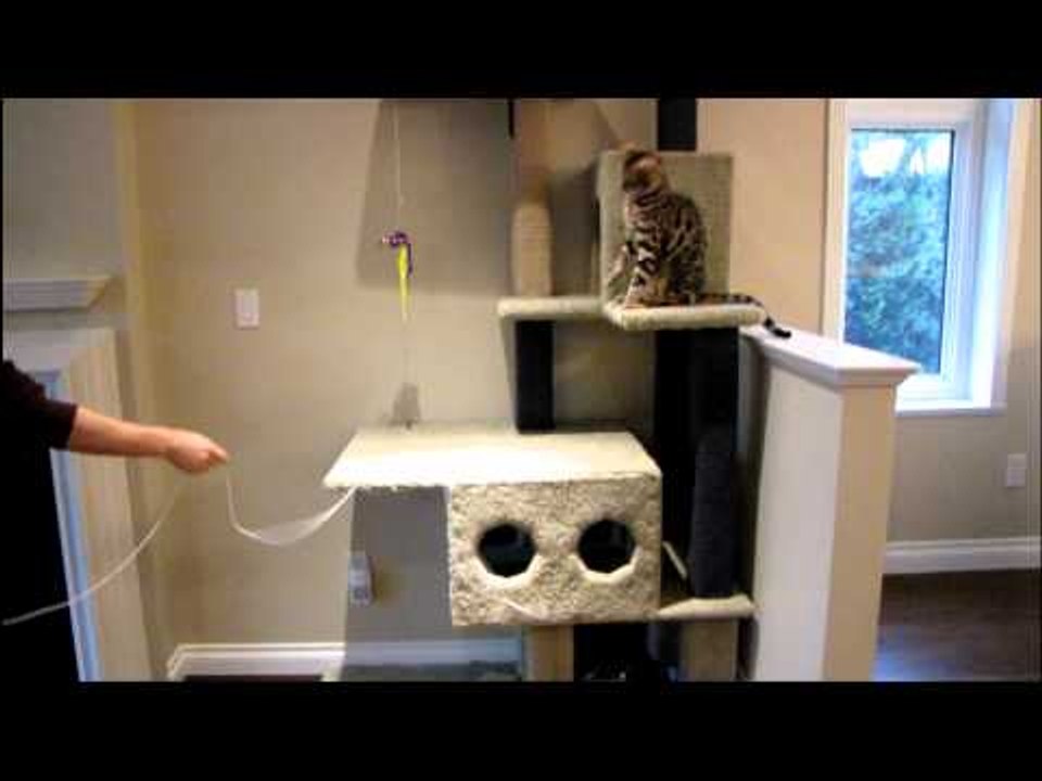 Elastic Cord is a Cheap Cat Toy for My Bengals Linus Cat Tips