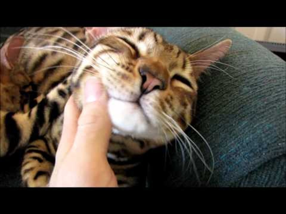 Rocket & Rumble Sleeping Bengal Cats Linus Cat Tips