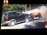 ثور هائج    Bull Fighting with People - Videos