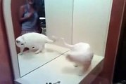 Smart cat Fighting with own mirror cat - Amazing  funny videos