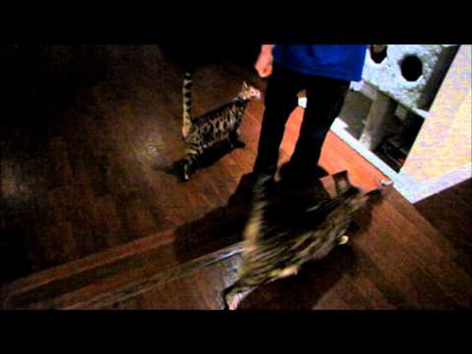 Feeding Time For My Bengal Cats Linus Cat Tips