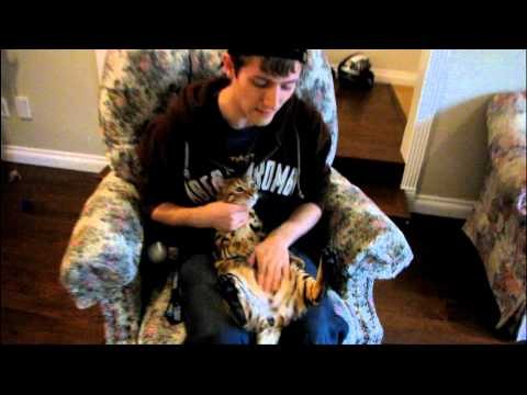How To Tell The Difference Between My Bengal Cats Rocket And Rumble Linus Cat Tips