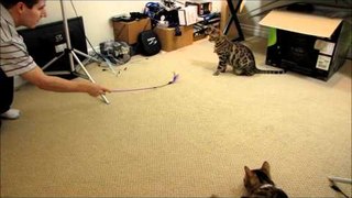 Speeding Fast Bengal Cats Racing After Their Teaser Rocket & Rumble Linus Cat Tips