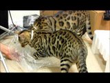 Cats vs Plastic Bag & SATA Cable Rumble & Rocket R Confuse Linus Cat Tips