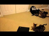 Bengal Cats Rumble & Rocket Chasing a Laser Pointer Linus Cat Tips