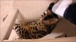 Bengal Cat Rumble Playing With Chair Leg Linus Cat Tips