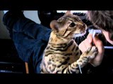 Bengal Cat Rumble Attacking My Ear Buds Linus Cat Tips