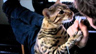 Bengal Cat Rumble Attacking My Ear Buds Linus Cat Tips