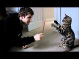 Bengal Cat Rocket Lightsaber Battle Linus Cat Tips