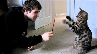 Bengal Cat Rocket Lightsaber Battle Linus Cat Tips