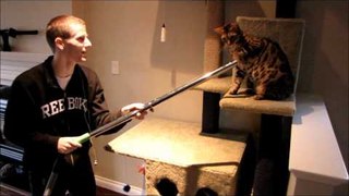 Bengal Cat Rumble vs Vacuum Cleaner Linus Cat Tips