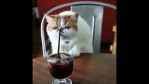 Funny Cats Compilation - Must See Funny Cat Videos Ever Part 1