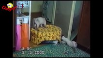 Funny Animals - Funny Cat Videos and Bloopers