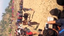 Bull Fighting  Dangerous Funny Bull Fighting