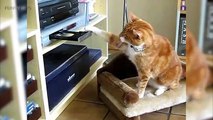 CATS & DVDS Funny Cats Fighting DVD Players (HD) [Funny Pets]