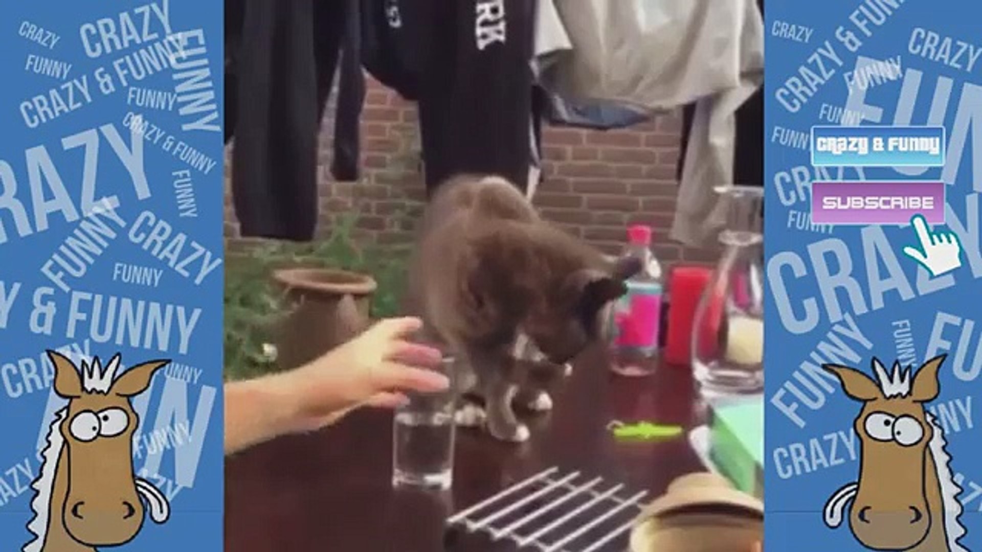 ⁣CATS & KITTENS FUNNIEST MOMENTS & FAILS 2017 FUNNY ANIMALS & PETS  FUNNY ANIMAL COMPILAT