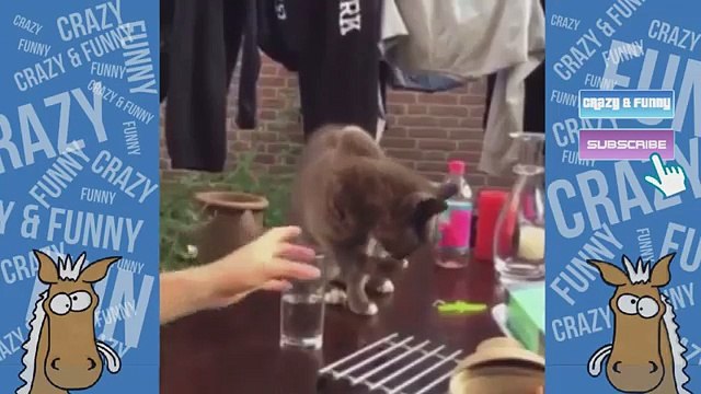 CATS & KITTENS FUNNIEST MOMENTS & FAILS 2017 FUNNY ANIMALS & PETS FUNNY ANIMAL COMPILATION #4