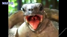 Top 10 Hilarious Turtles and Tortoise - A Funny Animal Videos Compilation 2016  NEW HD