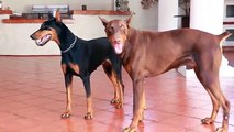Doberman Puppies 2015  -  Ultimate Cute Puppies Compilation 2015 - Funny Dog Videos Compilation