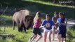 Animals Gone Wild Funny Animal Chase Compilation Funniest Animals Chasing People
