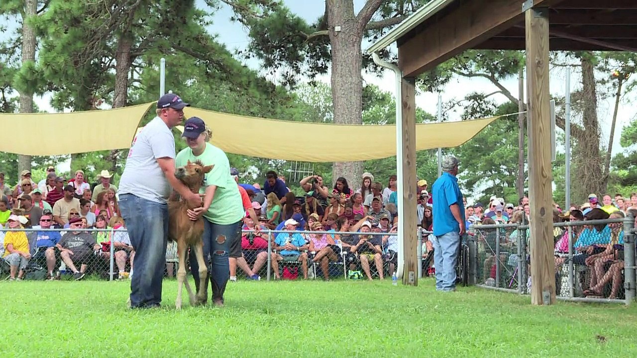 USA: La grande traversée des poneys sauvages de Chincoteague