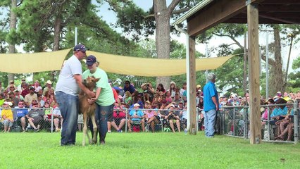 USA: La grande traversée des poneys sauvages de Chincoteague
