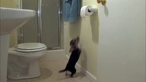 Beagle Dog Attacks Toilet Paper Compilation