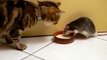 Funny Rat Thief Steals Milk From Cat  Amazing Animals
